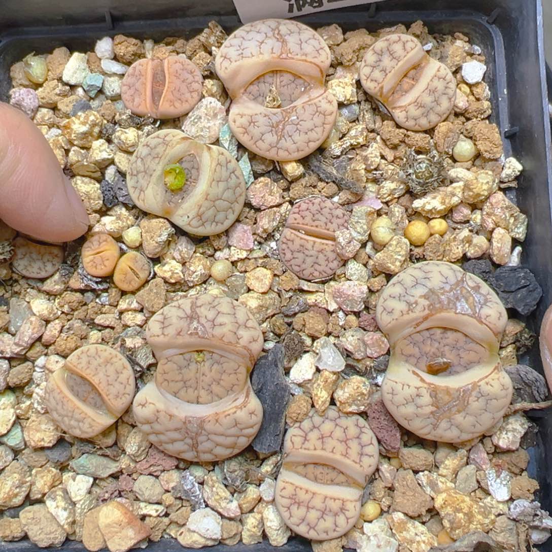 【闪购商品】648……