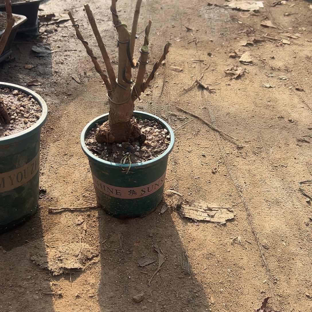 阿***。无花朵银杏盆景带盆