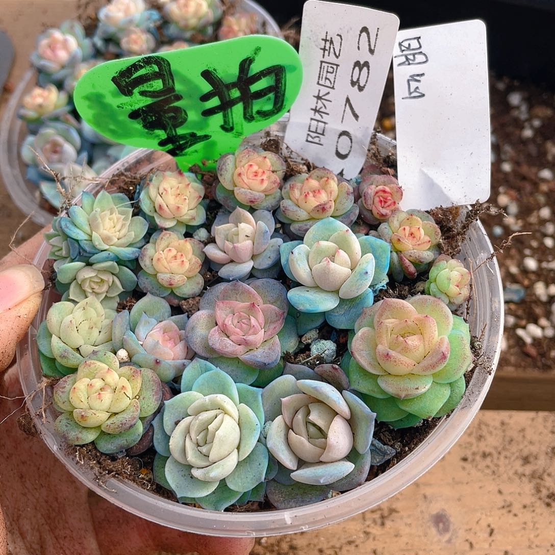 量拍多肉植物多肉植物782