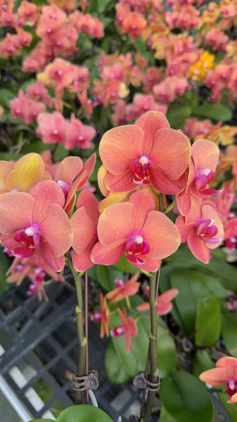 【金橘】金红色系花瓣蝴蝶兰带花剑四季开花浓香型好养花卉绿植盆栽