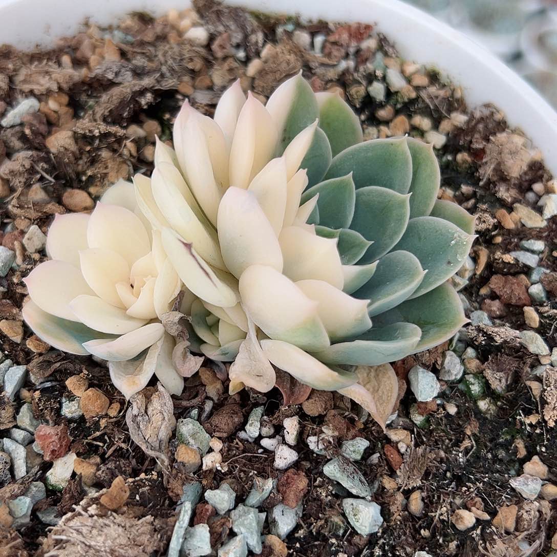 月亮仙子锦底座，介意慎拍