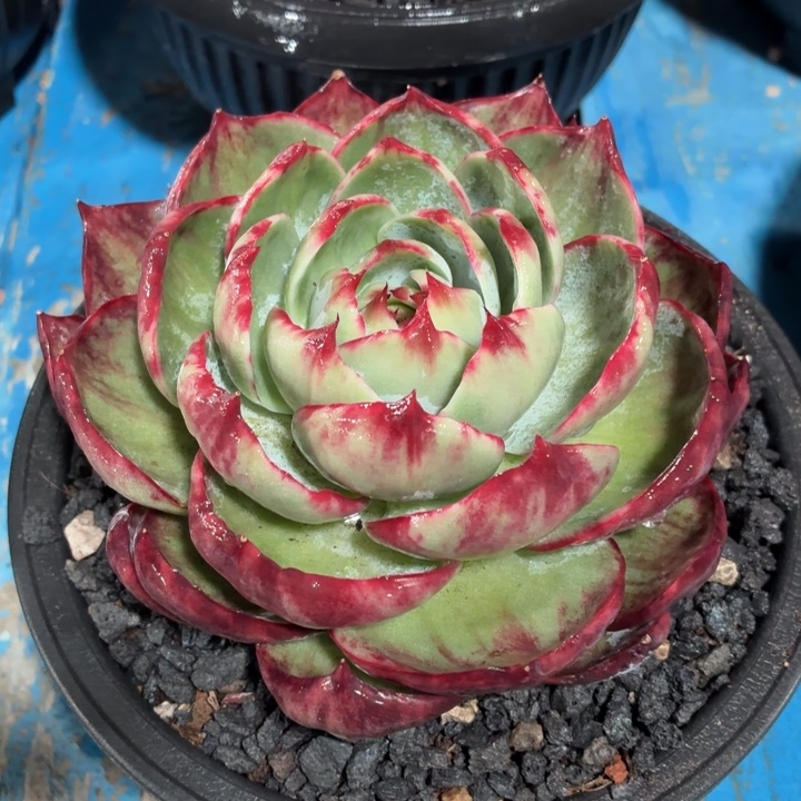 多肉植物惊鸿仙子