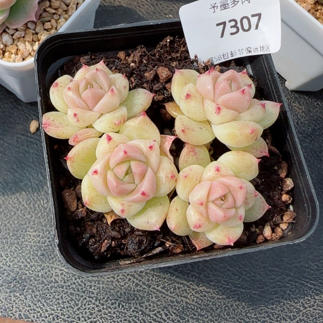 白玉珍妮，7307多肉植物