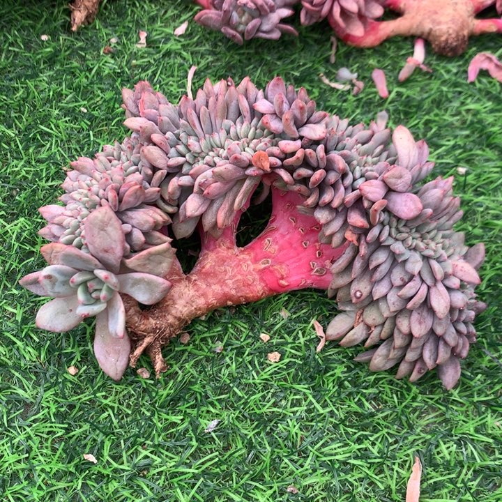 多肉植物叶插爱丽儿树缀