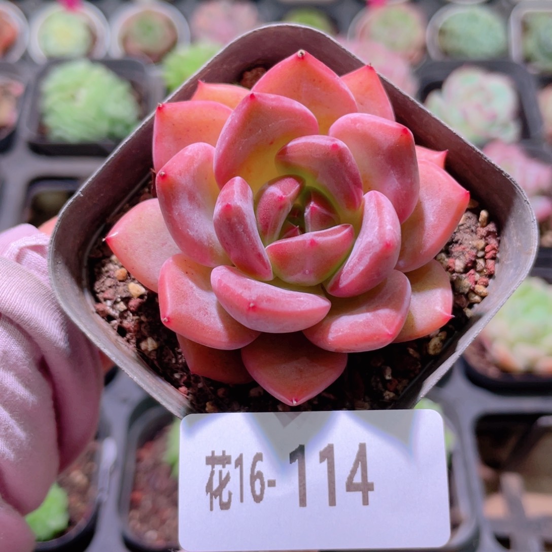 花利美16-114香槟