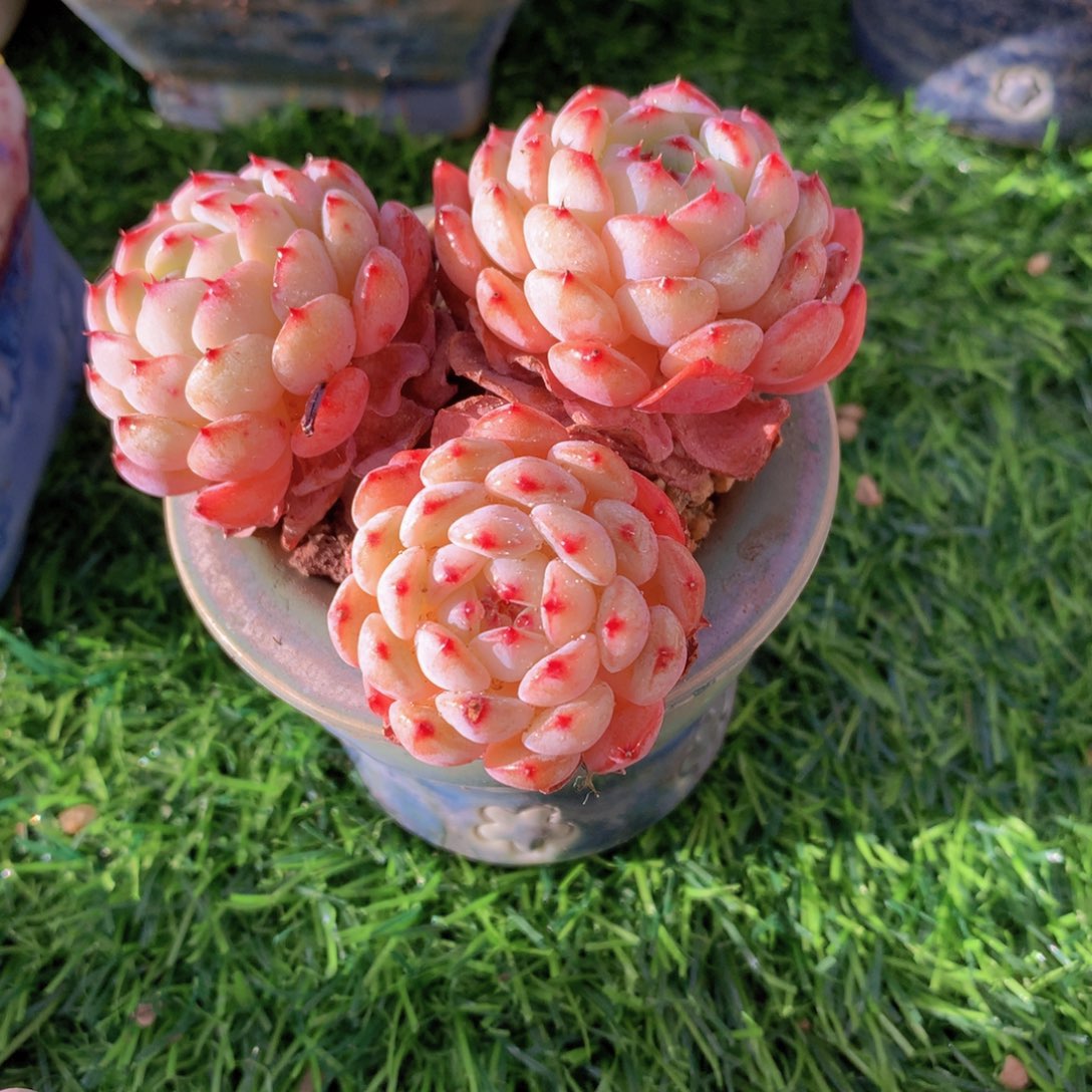 失**海拇指盆多肉一物一拍带盆