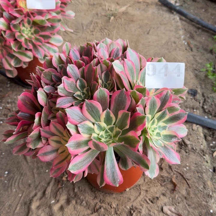 粉女郎944号法师多肉