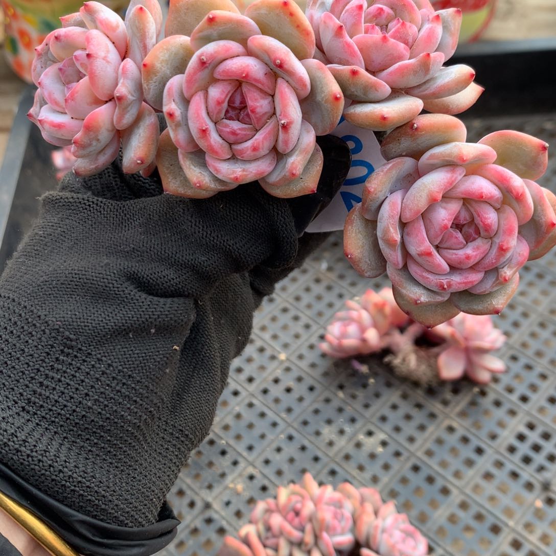 李*米A802售后范围：签收起7天内，录开箱视频