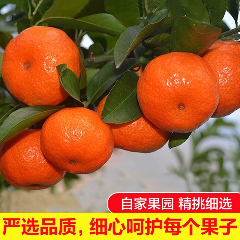 【阿成专属】顺丰正宗广西老树砂糖橘爆汁小桔子新鲜应季水果柑橘子