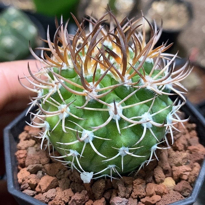 孤品实生优选狂刺逆豹丸4.6cm