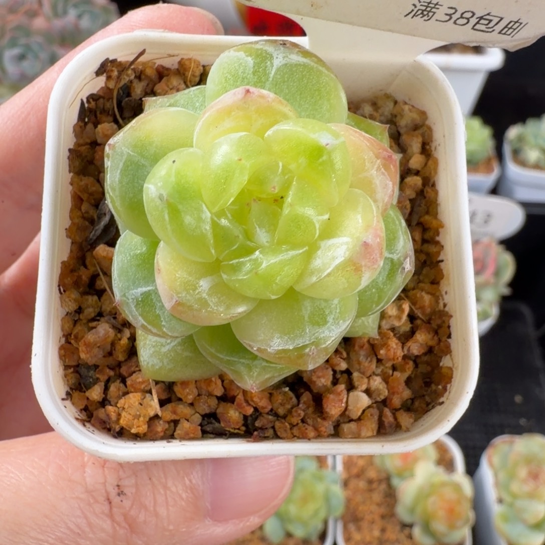种播珍妮优选147号