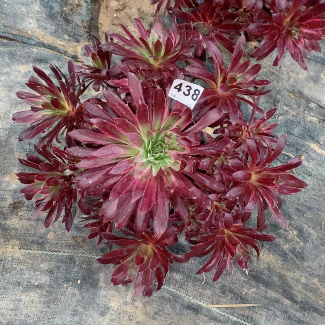 孔雀锦438多肉1111