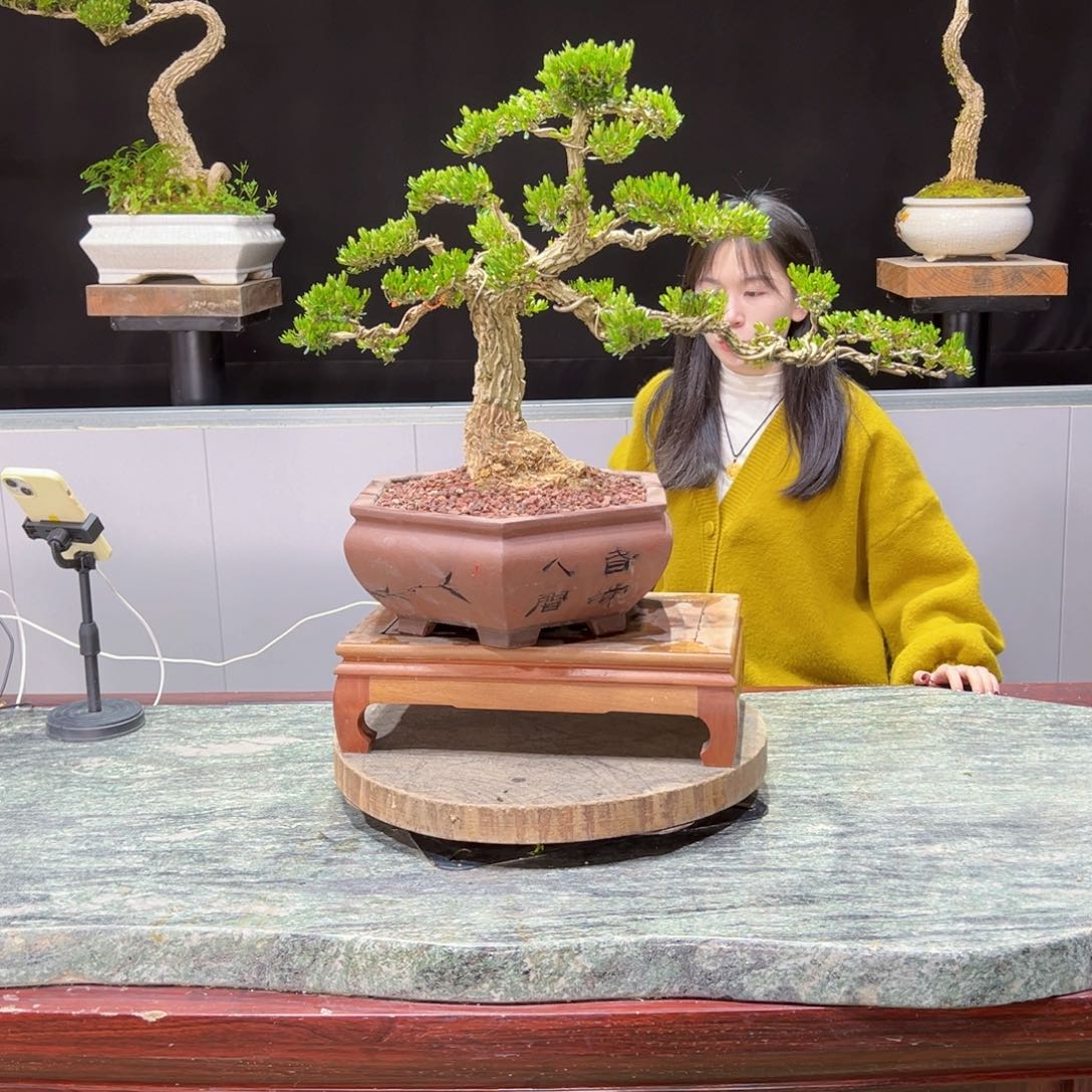 绿植黄杨盆景盆景