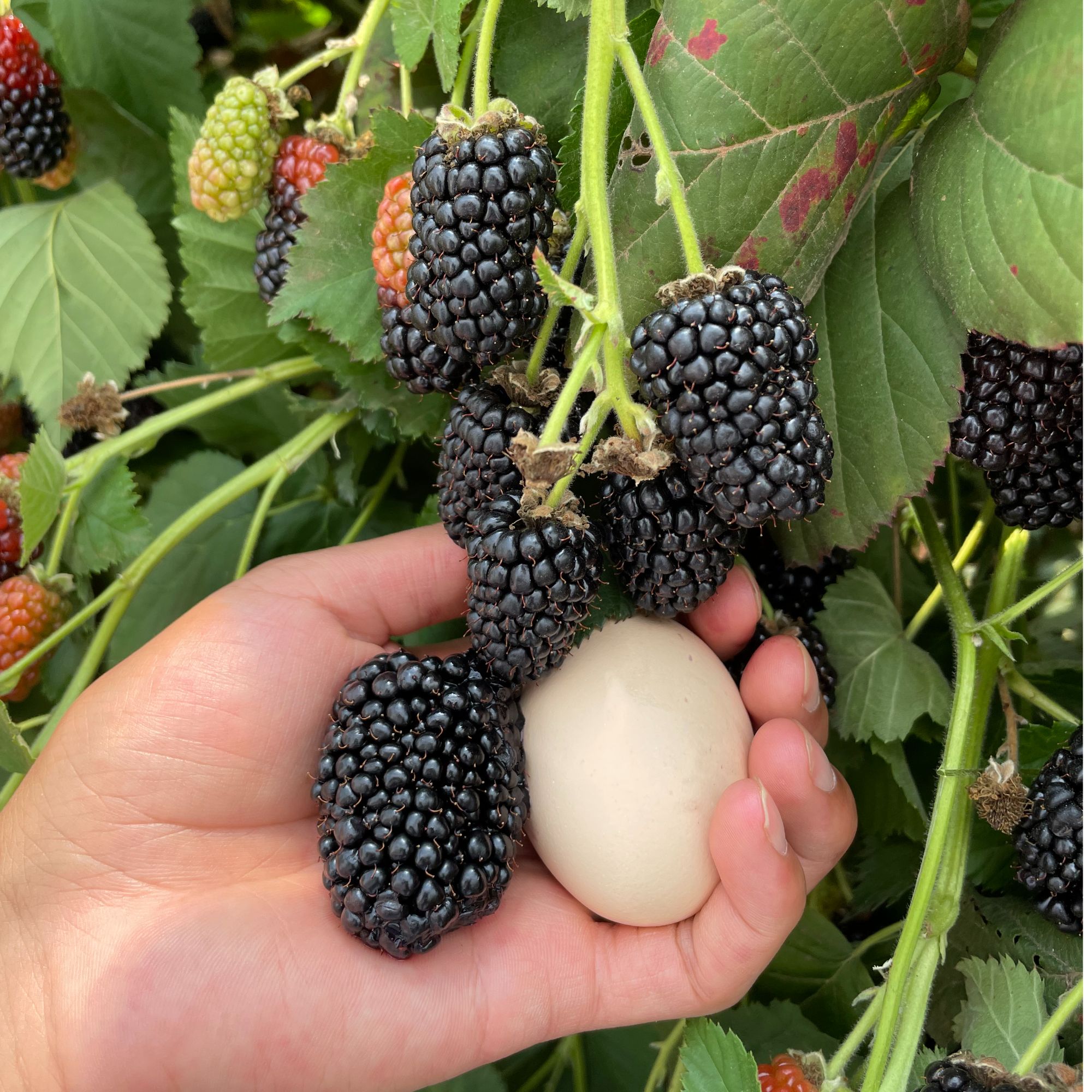 【双季无刺大黑莓 】 果子大 易活口感好树莓苗 宜地栽盆栽 【思思】