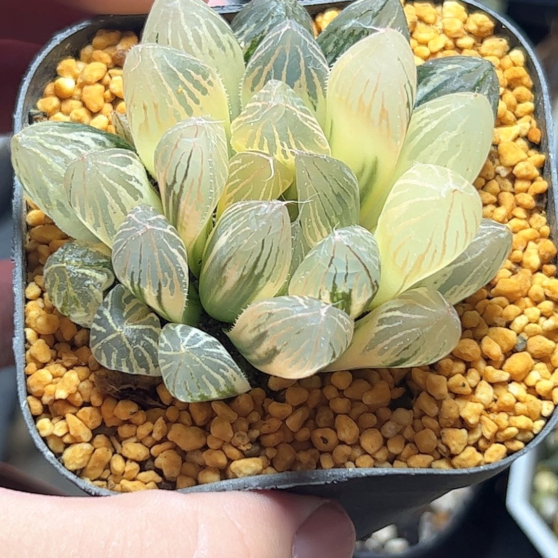 六公分糊斑胭脂锦十二卷