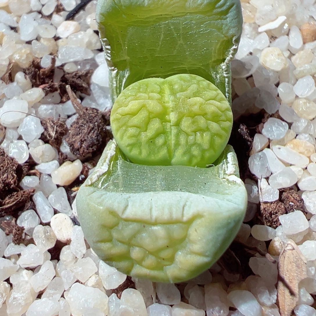 114-333.我是真的不