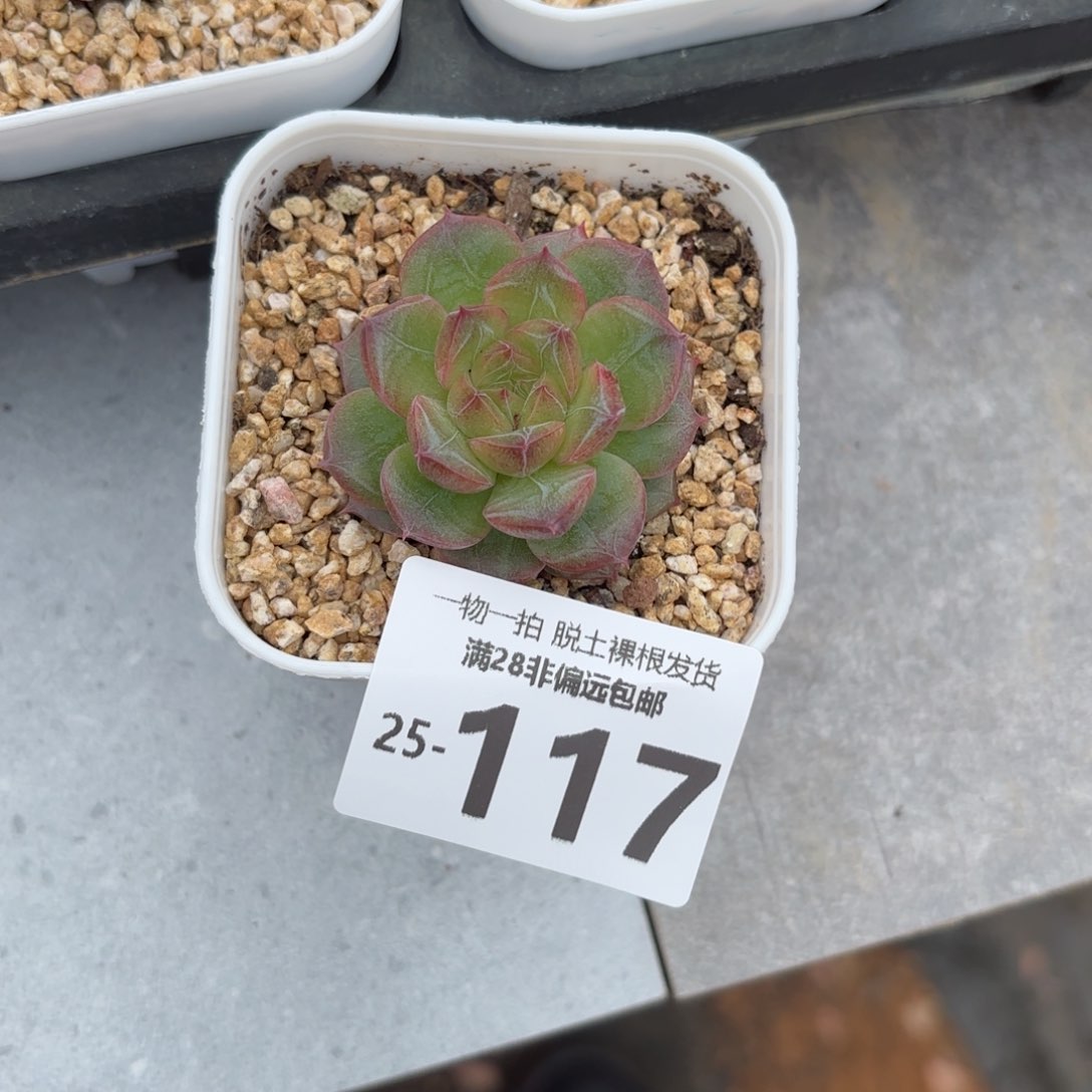 珍翡单头多肉多肉多肉多肉