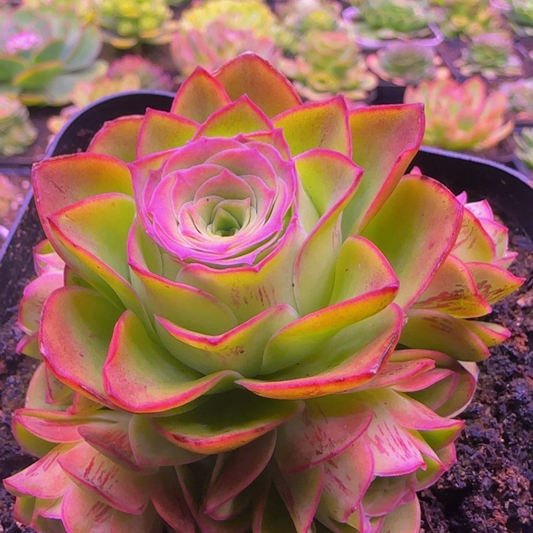 青莹捧花13434346767575768683