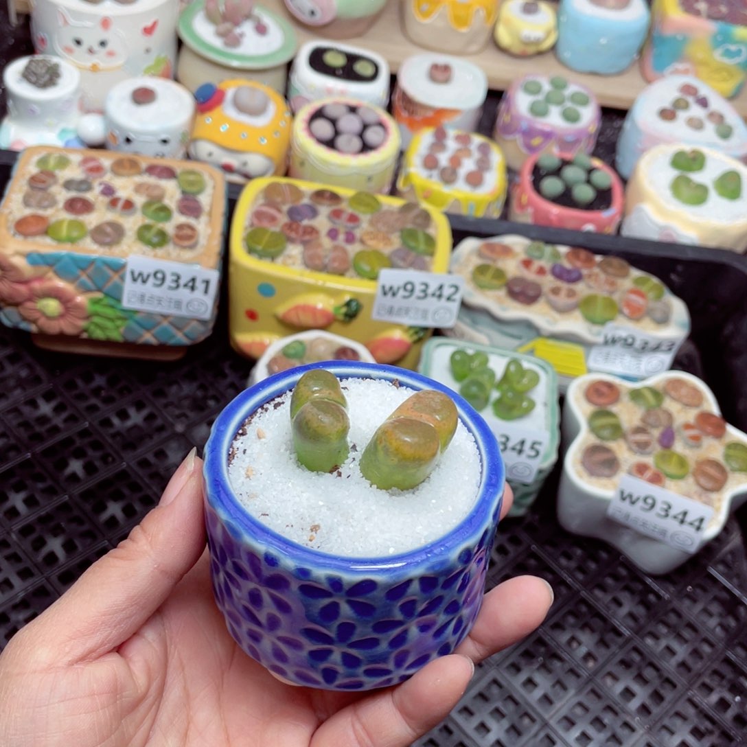 w9347 零下地区拍保温箱 -15支持寄养