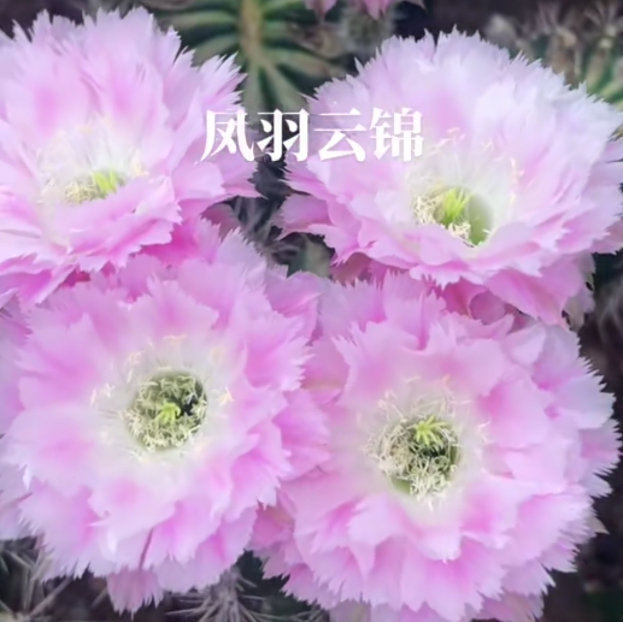 凤羽云锦3公分起侧芽