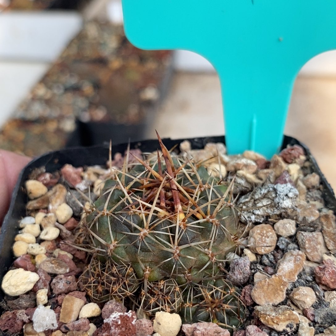 【闪购商品】狗宝012