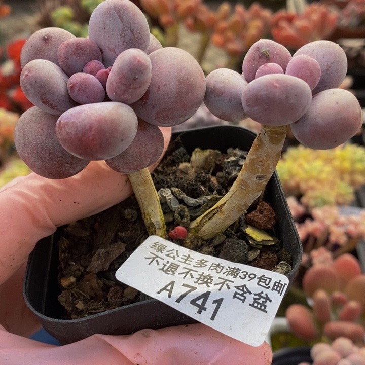 彩虹奶741多肉植物