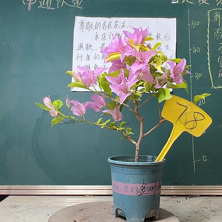 完全开放金边叶新加坡大宫粉78