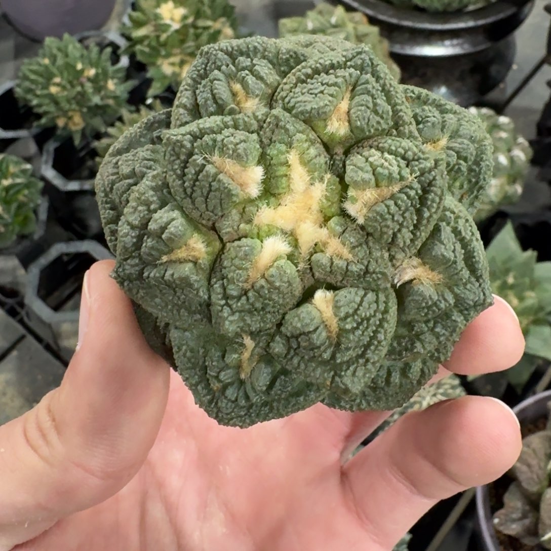 泡***高花友专拍111111111