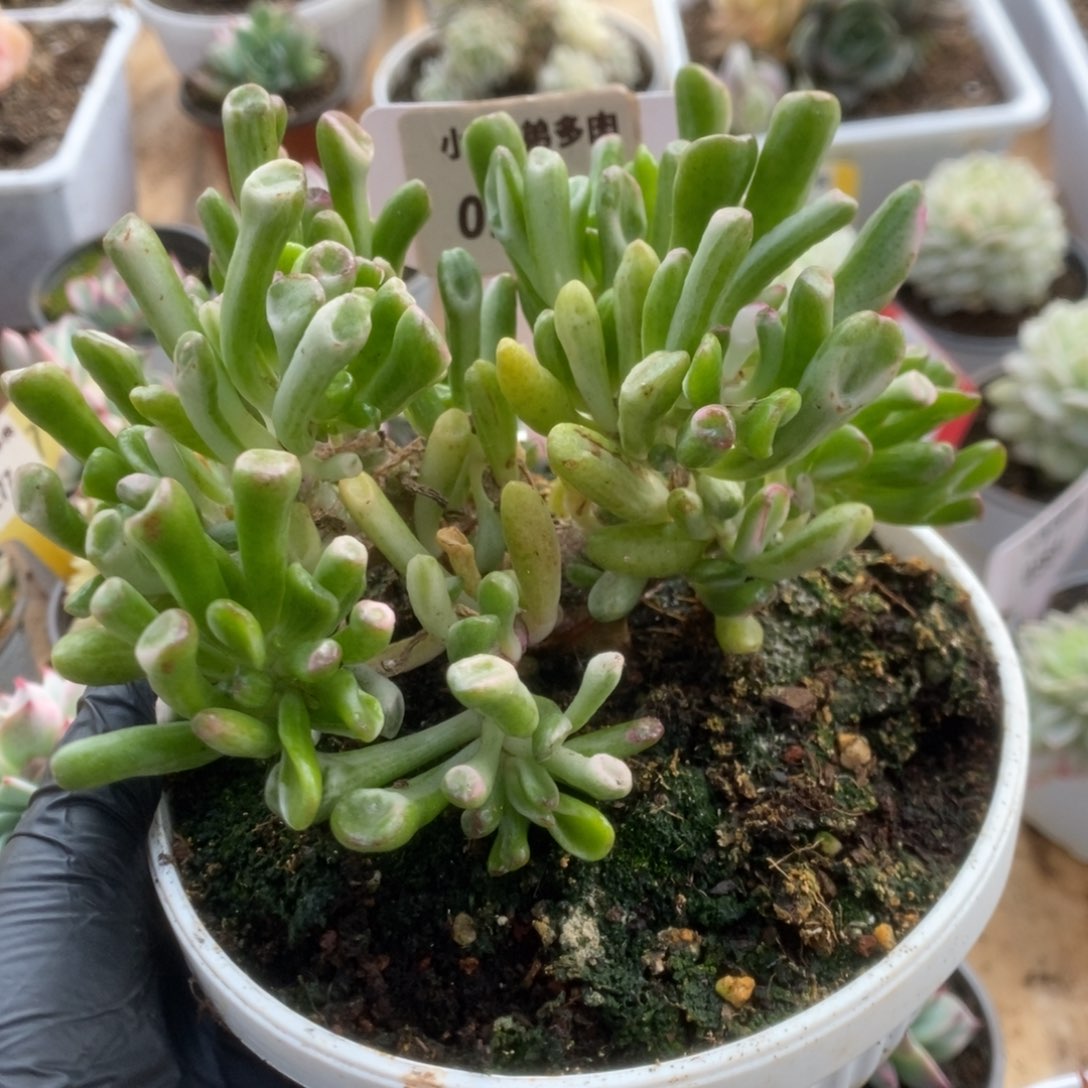 263吸财树锦锦锦锦锦
