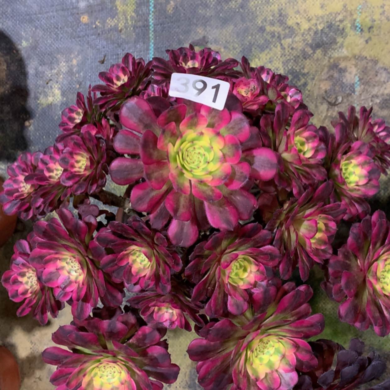 【闪购商品】391舞天姬