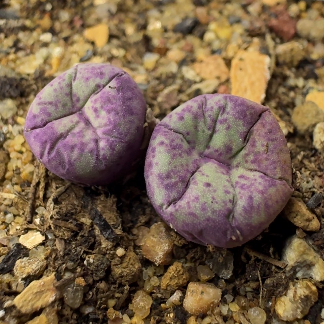 755 sb1963多肉小红嘴。     