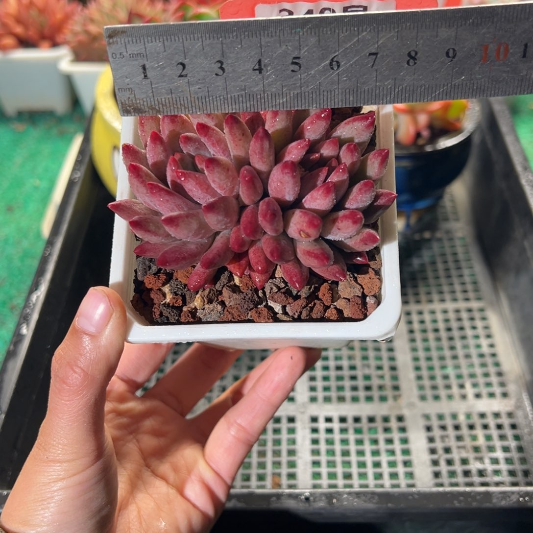 表妹精品多肉植物340.