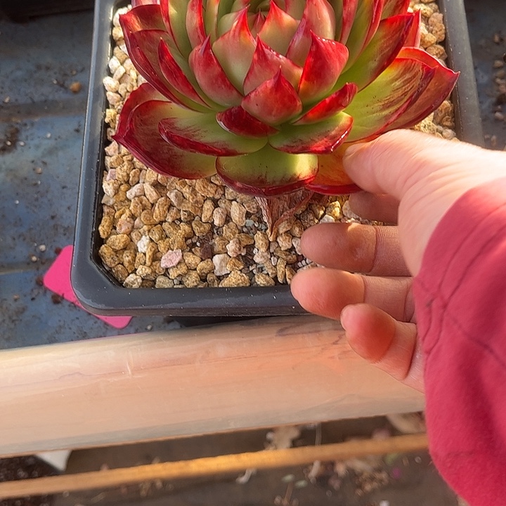 惊鸿仙子多肉植物6803
