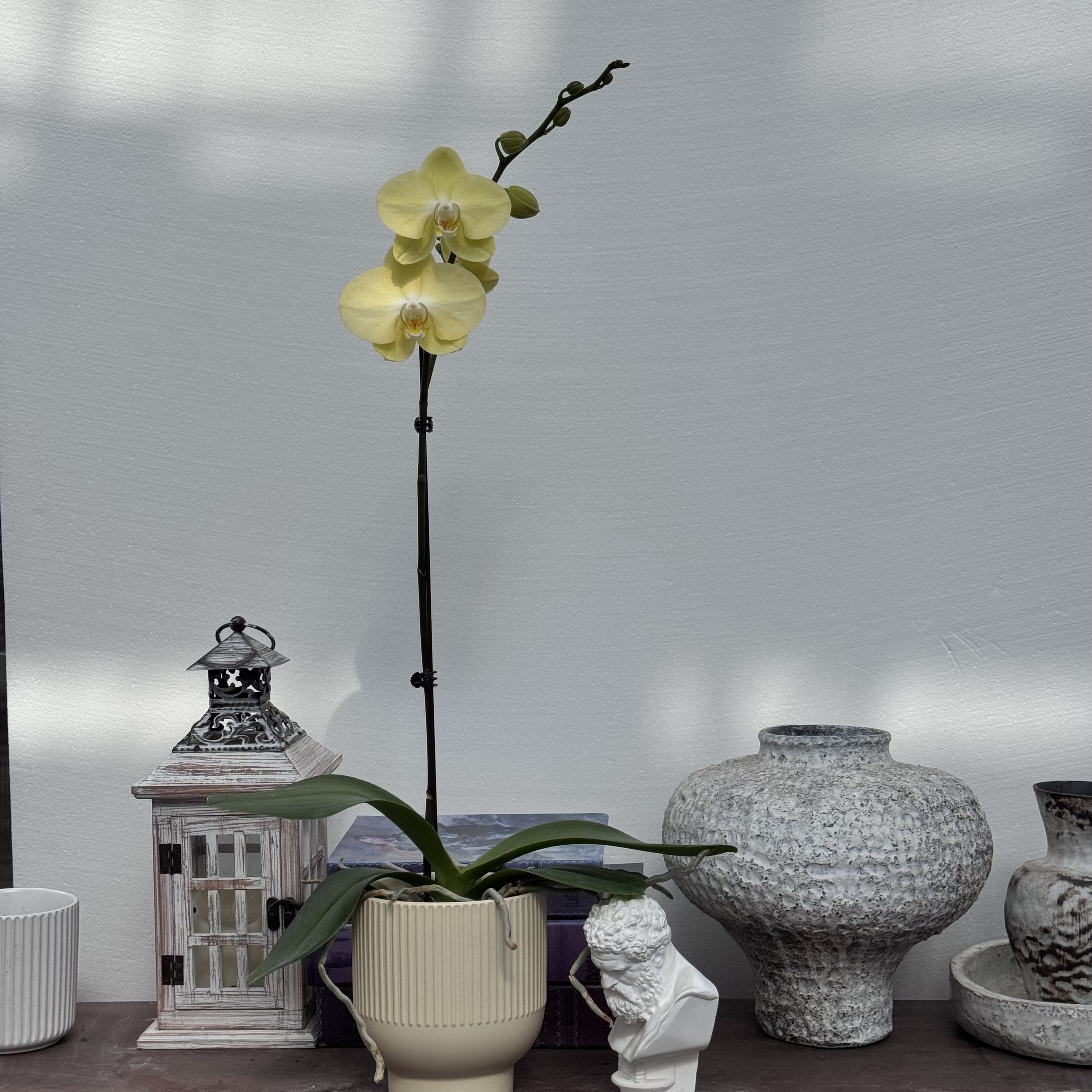 TOP FLOWER/上花 青睐 黄色直花梗大花型【新品】