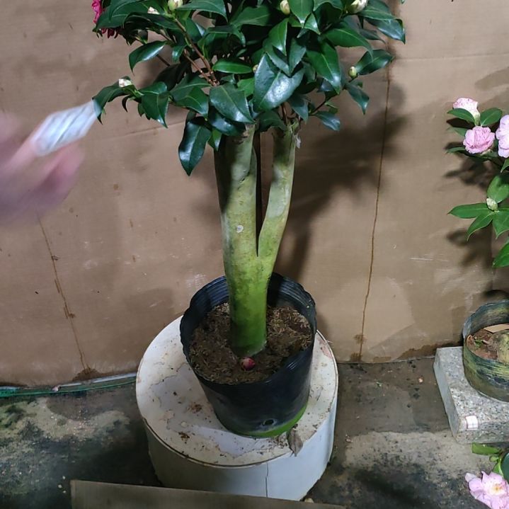 永*20六品，原盆原土发货，不包邮