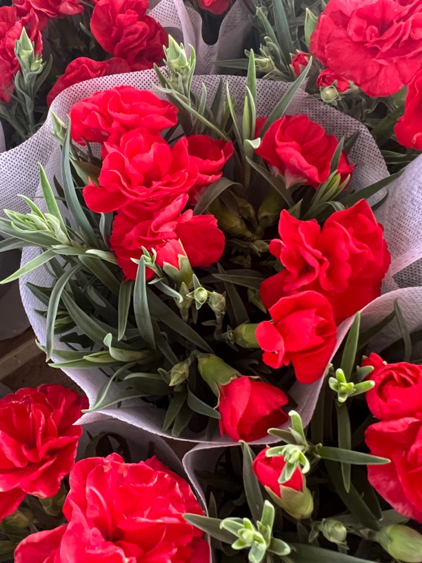 （万红精选）康乃馨鲜花带花带花苞室内阳台花卉盆栽