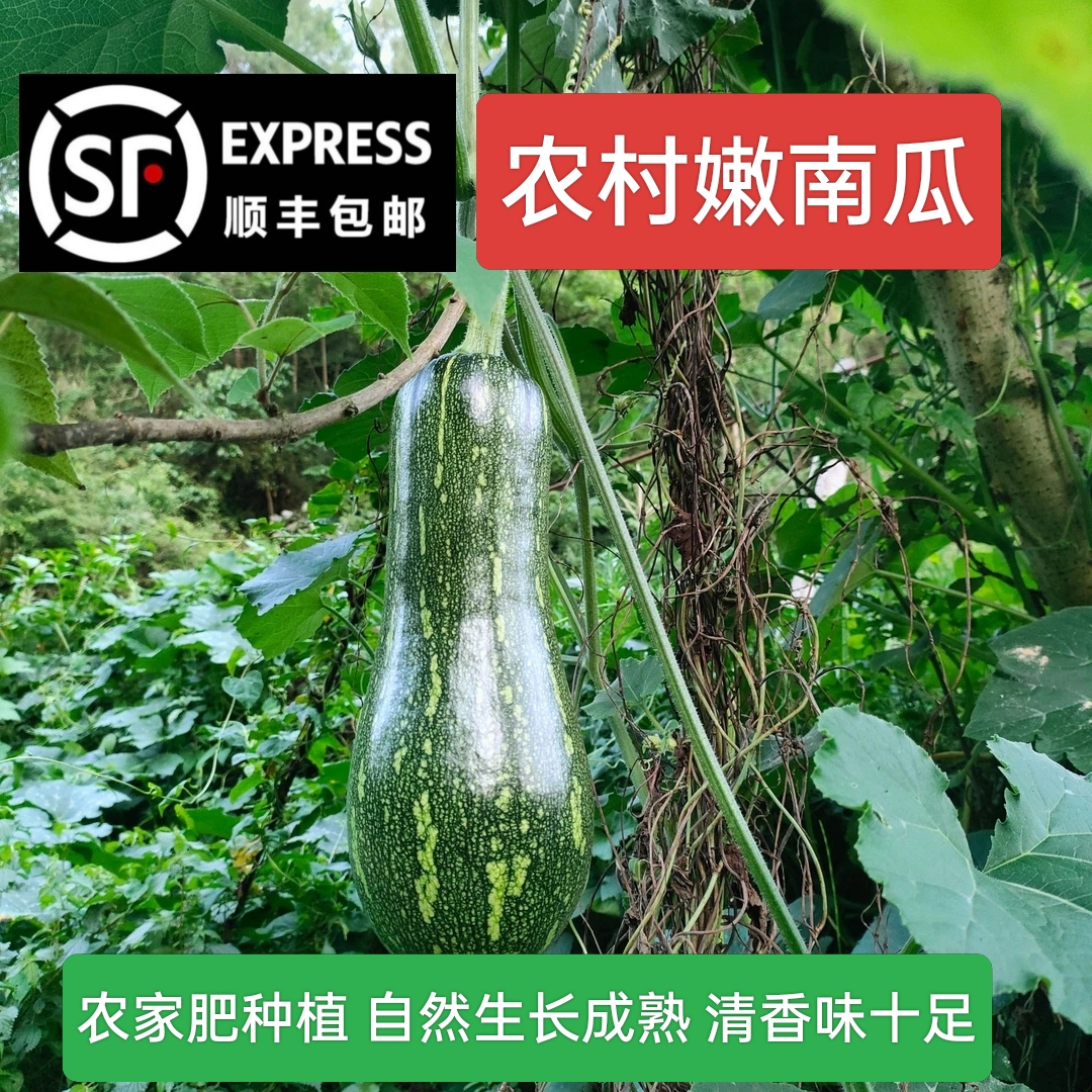蔬菜哥家农村嫩南瓜 农家肥种植 自然生长清香味十足5斤顺丰包邮