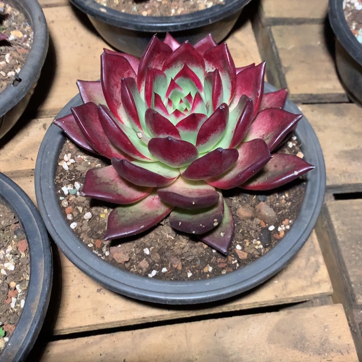 美肉特价活动开始啦