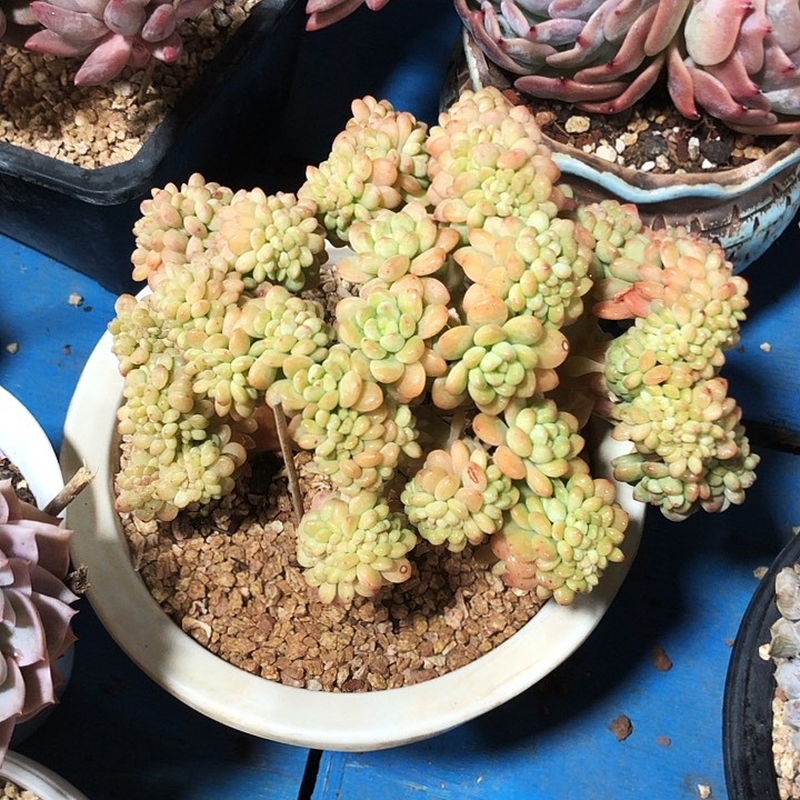 香格里拉缀化多肉植物