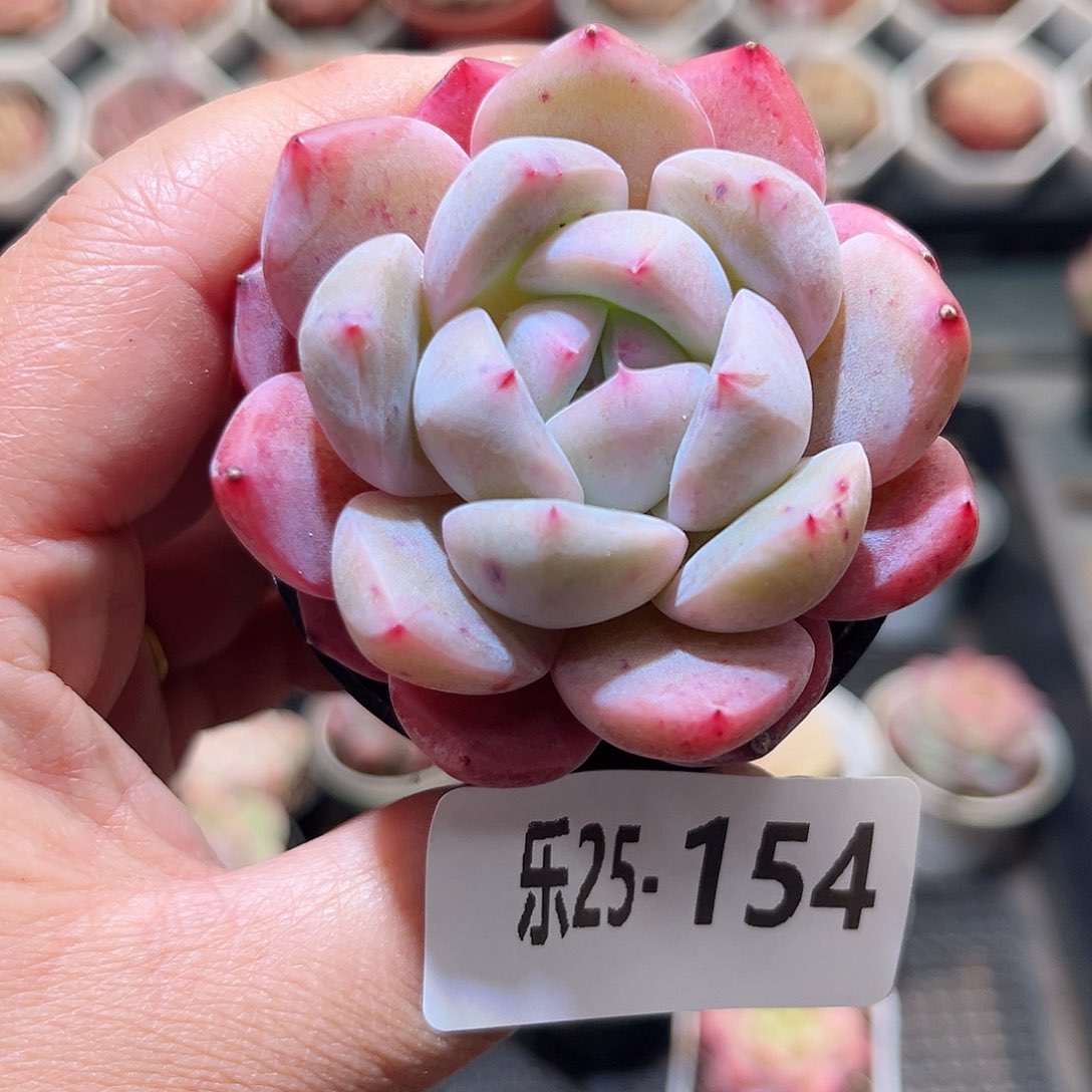 乐25-154 橙星单头 