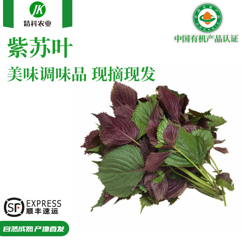 精科优鲜·新鲜紫苏叶 生态种植 美味调味品 产地直发 高品质