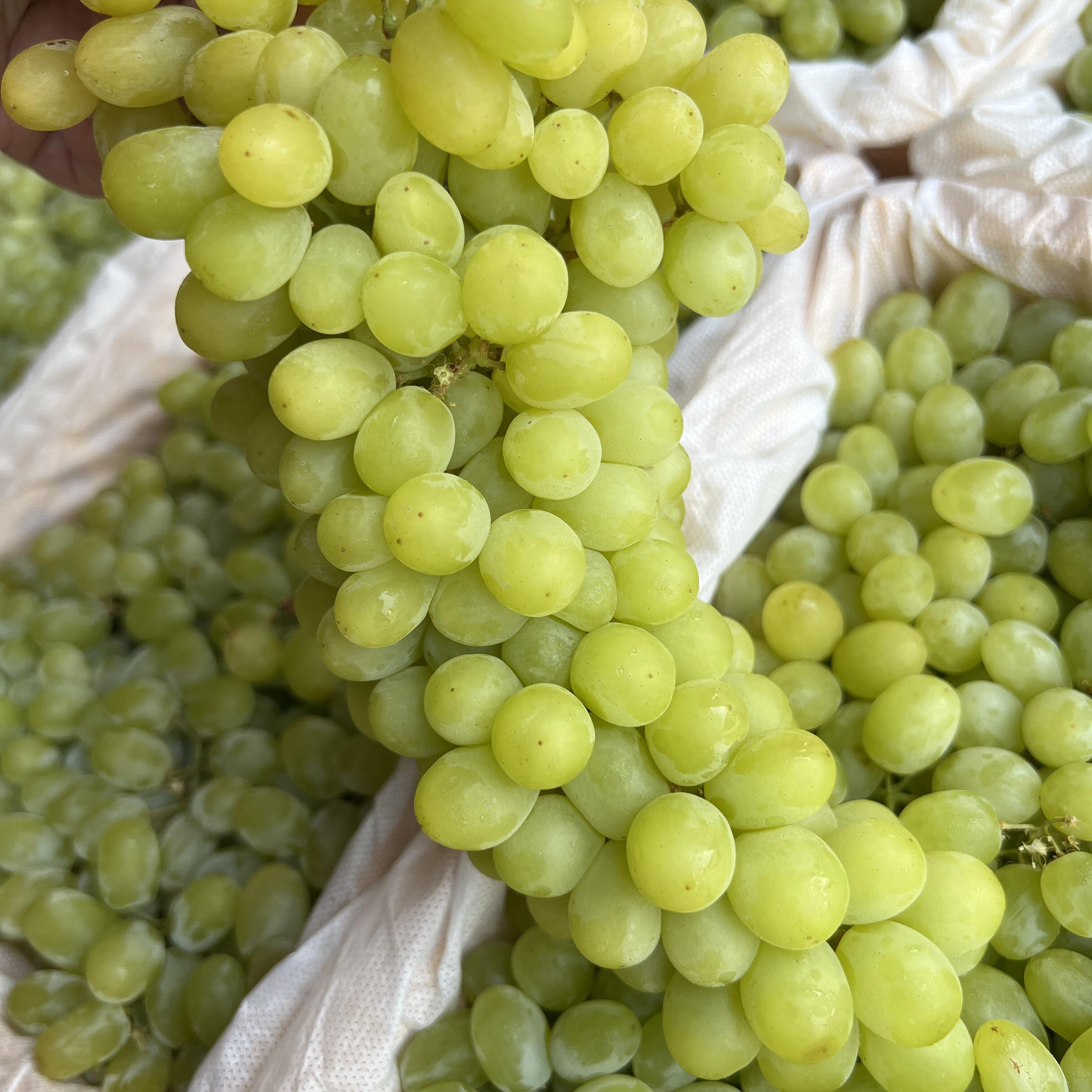 【顺丰明日达】一级果无核白葡萄无籽无核吐鲁番产区新鲜5斤真划算新疆维吾尔自治区