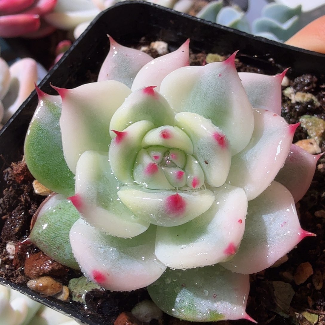 吉娃娃锦，多肉植物