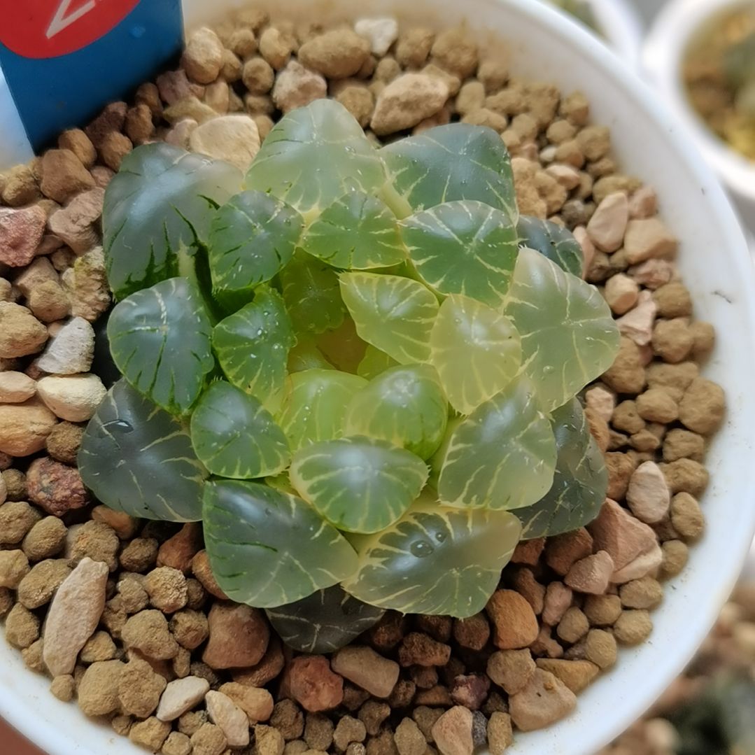 23号实生玉露锦一物一拍带盆土发货