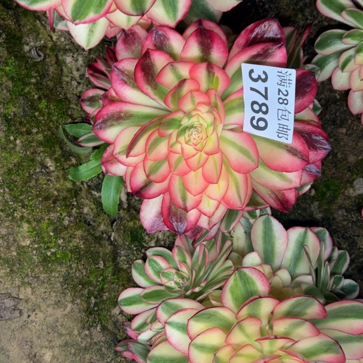 3789南荔枝多肉植物