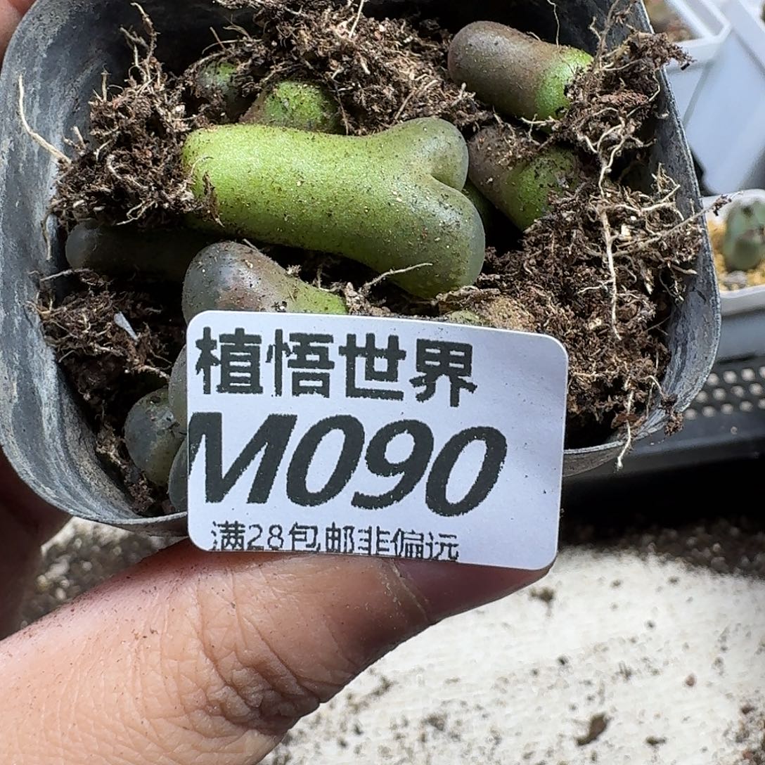 多肉植物的啊ghnn