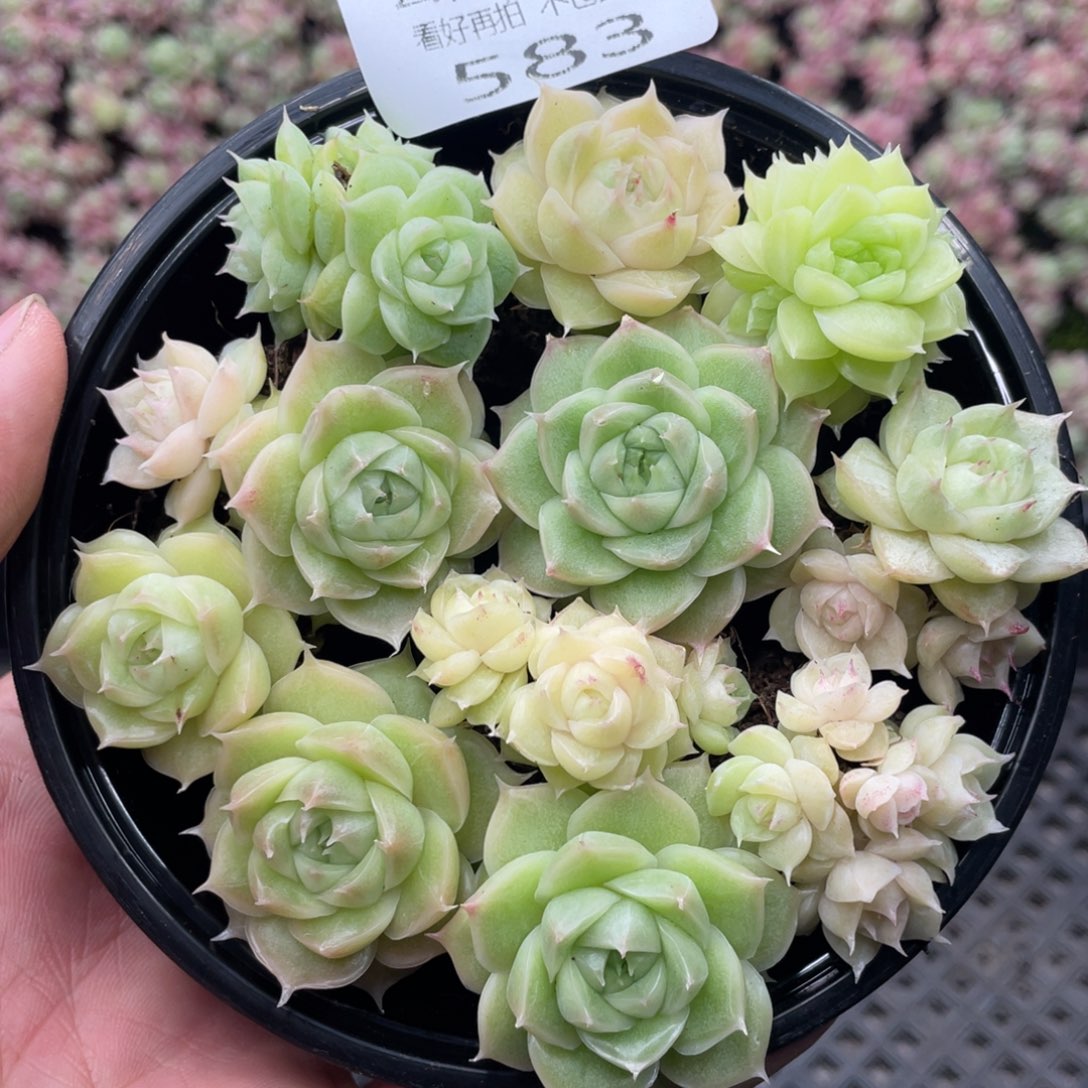 云糖心多肉植物583