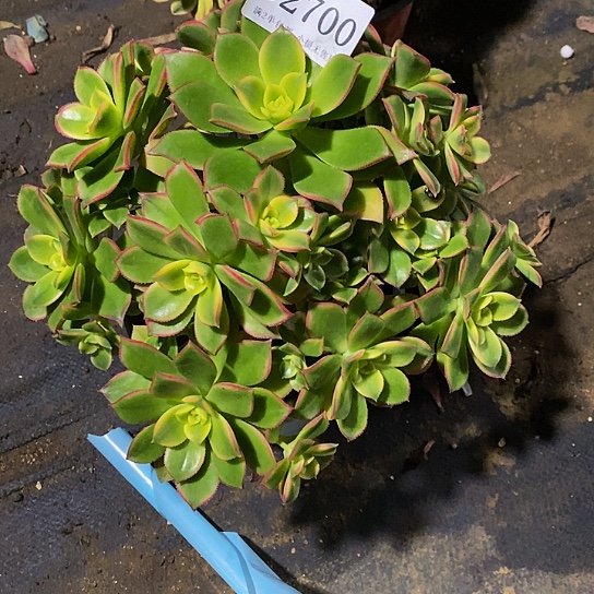 2700艳日辉多肉有断枝处理发货叶片有黑斑