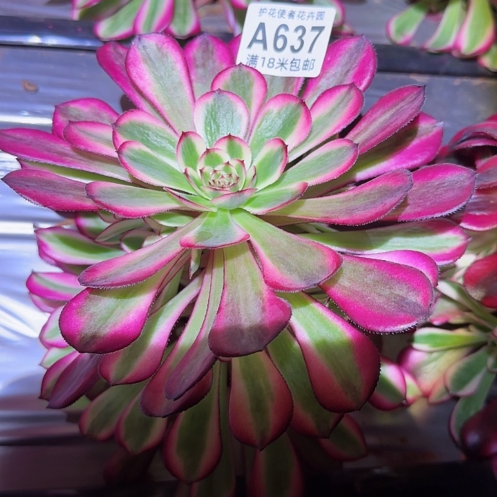 多肉法师白云黄多