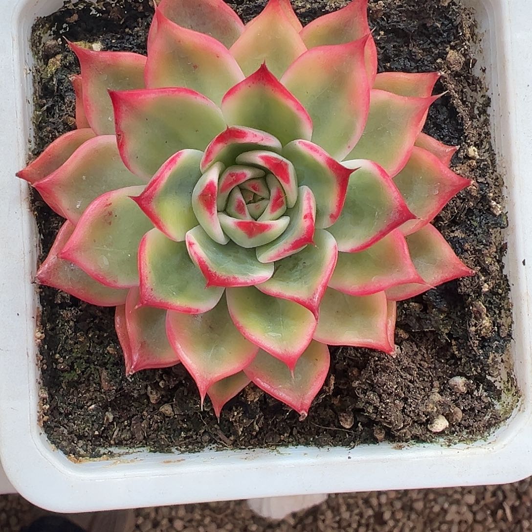 颖***子桃花锦多肉植物锦